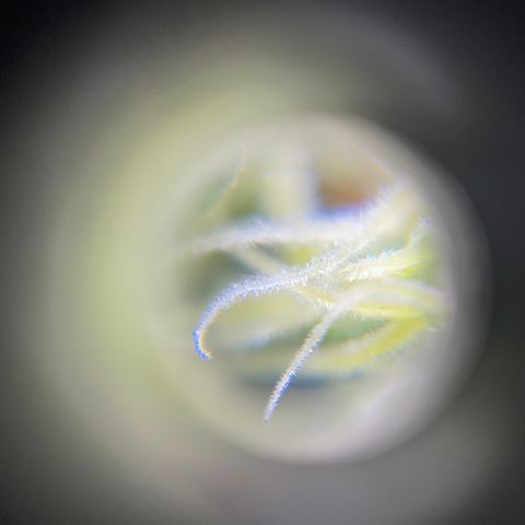 Northen Lights growlog timeline photo