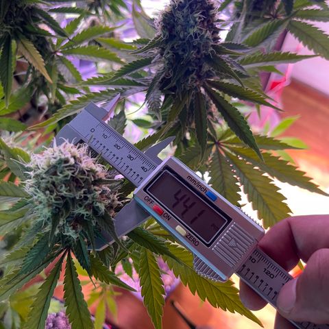Northen Lights growlog timeline photo