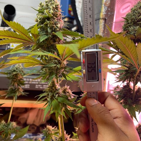 Northen Lights growlog timeline photo