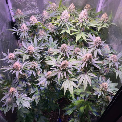 Northen Lights growlog timeline photo