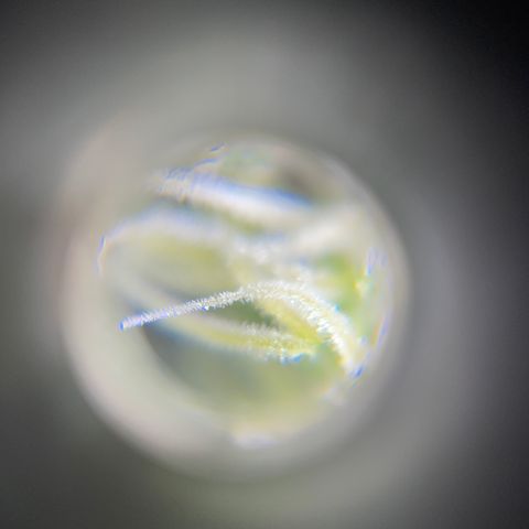 Northen Lights growlog timeline photo