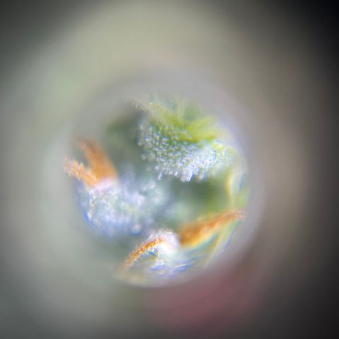 Northen Lights growlog timeline photo