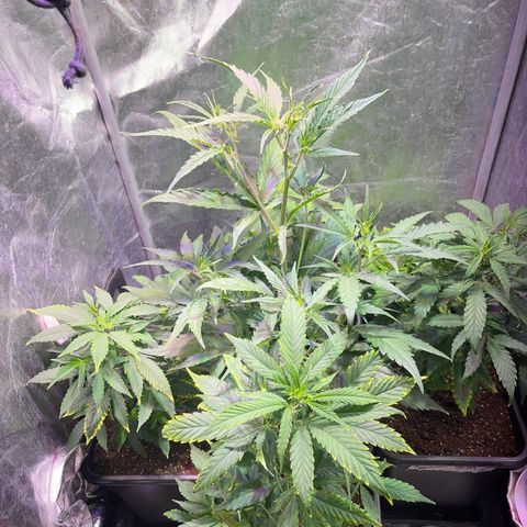 NL Feno2 growlog timeline photo