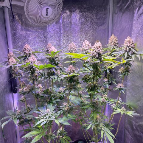 Jamaican Dream growlog timeline photo