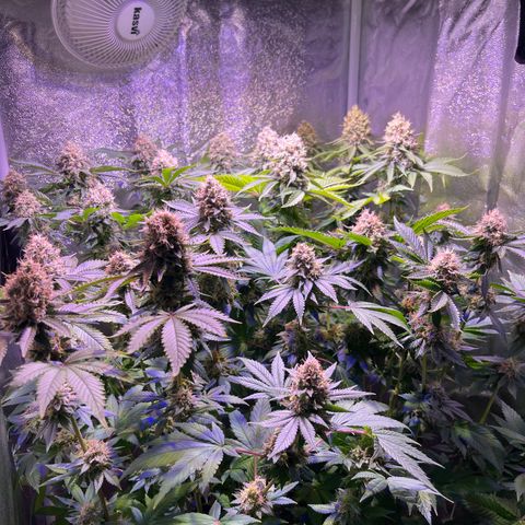 Northen Lights growlog timeline photo