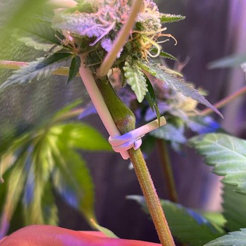 Northen Lights growlog photo: Huele espectacular 😮‍💨🤤🤤