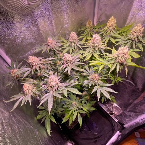 Northen Lights growlog photo: Huele espectacular 😮‍💨🤤🤤