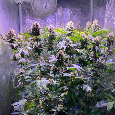Northen Lights growlog photo: Huele espectacular 😮‍💨🤤🤤