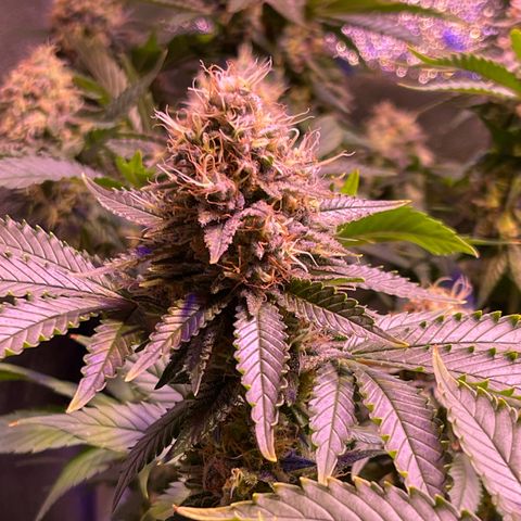 Northen Lights growlog photo: Huele espectacular 😮‍💨🤤🤤