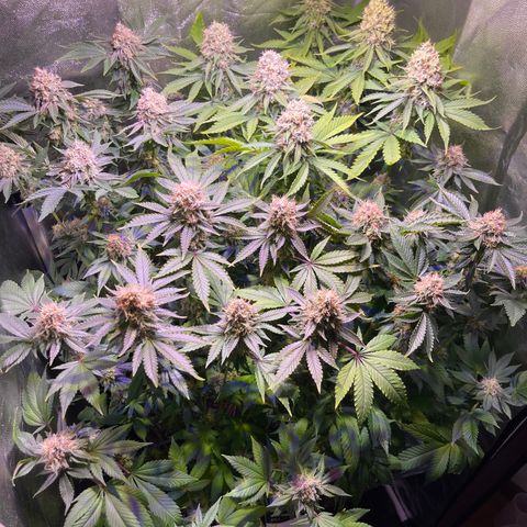 Northen Lights growlog photo: Huele espectacular 😮‍💨🤤🤤