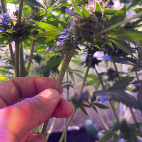 Northen Lights growlog photo: Huele espectacular 😮‍💨🤤🤤