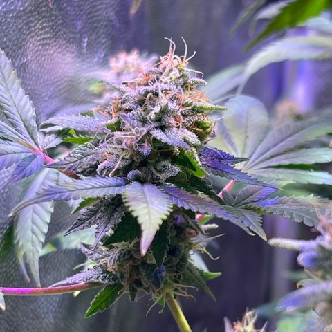 Northen Lights growlog photo: Huele espectacular 😮‍💨🤤🤤