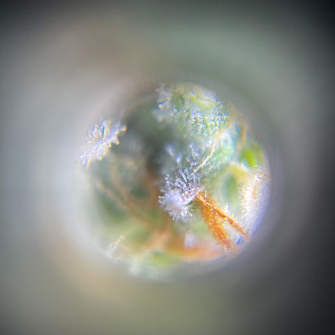 Northen Lights growlog timeline photo