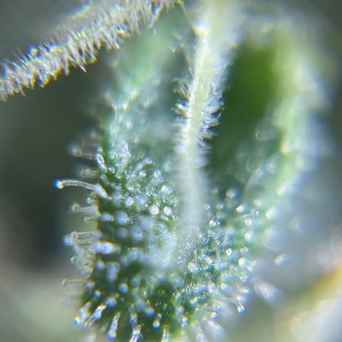 Northen Lights growlog timeline photo