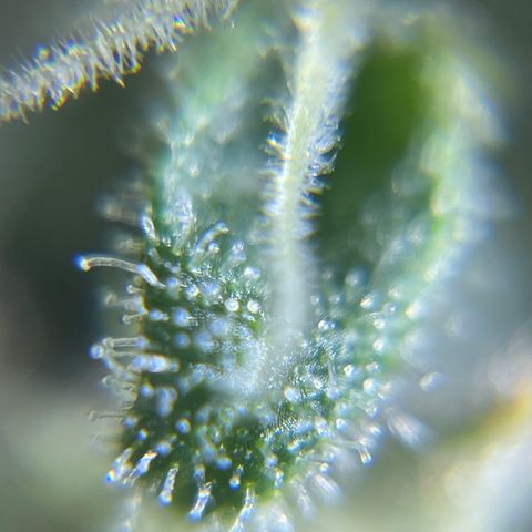 Northen Lights growlog timeline photo