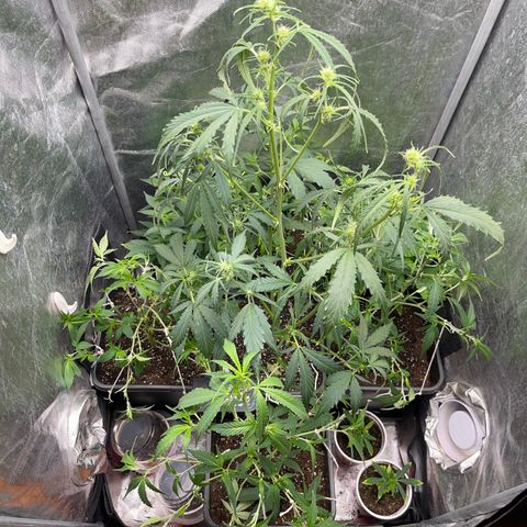 NL Feno2 growlog timeline photo