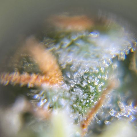 Northen Lights growlog timeline photo