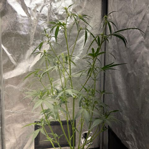 BananaPurplePunch growlog timeline photo