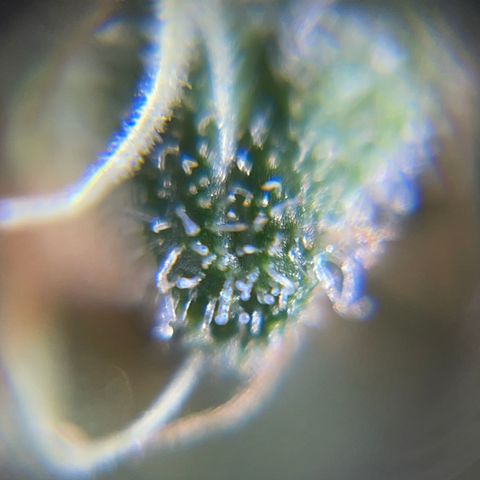 Northen Lights growlog timeline photo
