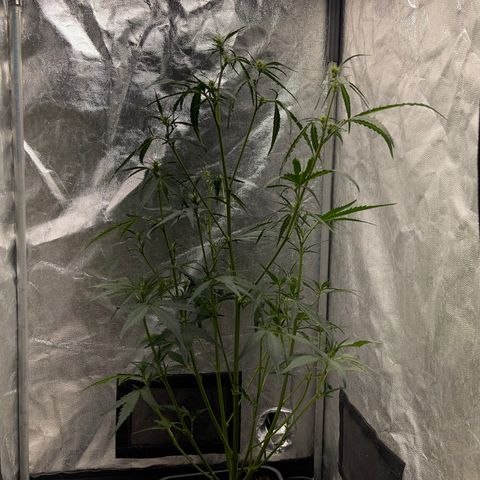 BananaPurplePunch growlog timeline photo