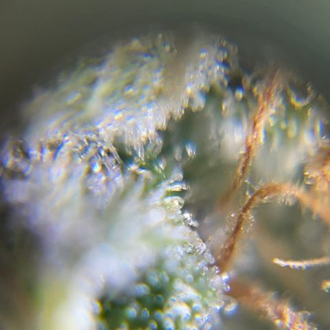 Northen Lights growlog timeline photo