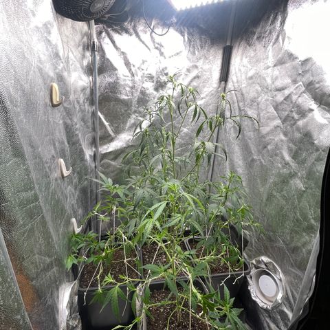 NL Feno2 growlog timeline photo