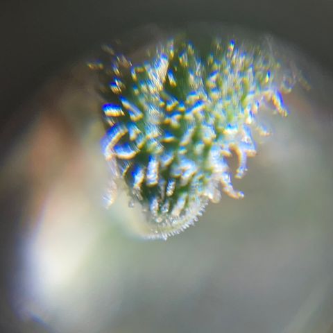 Northen Lights growlog timeline photo