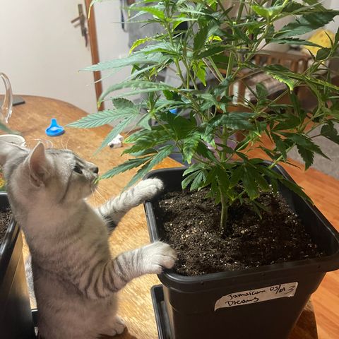 JD Feno3 growlog timeline photo