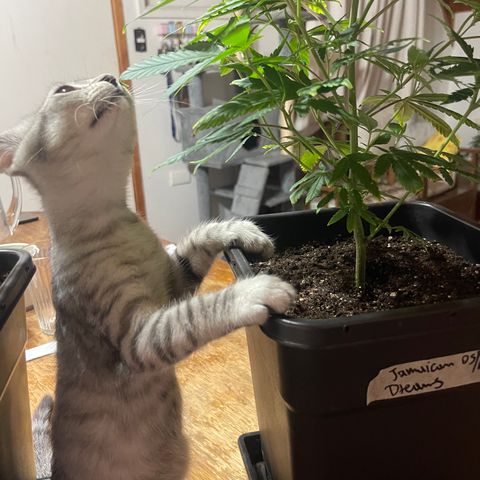 JD Feno3 growlog timeline photo