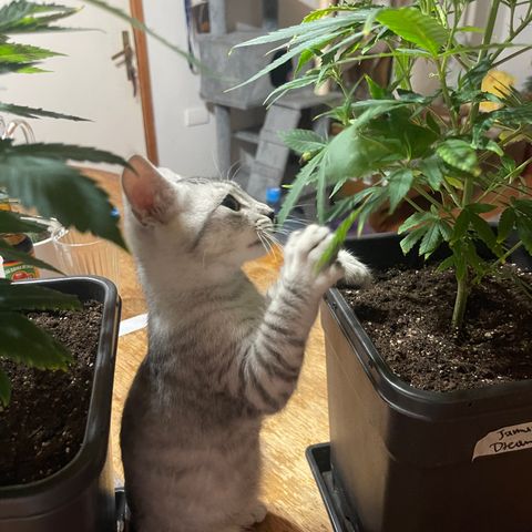JD Feno3 growlog timeline photo