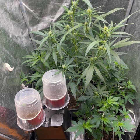 NL Feno2 growlog timeline photo