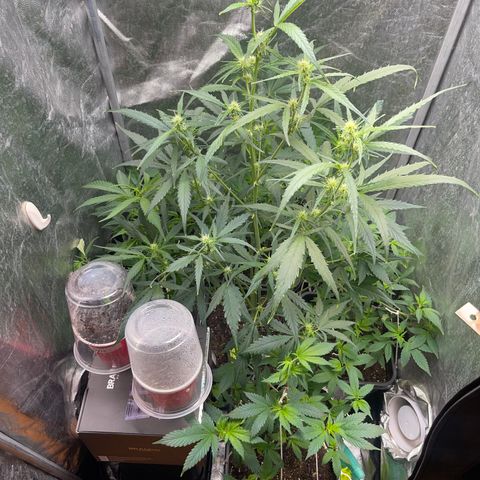 NL Feno2 growlog timeline photo