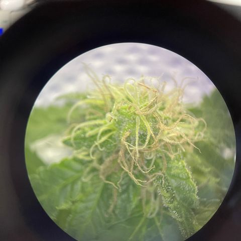 Northen Lights growlog timeline photo