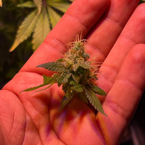 Northen Lights growlog timeline photo