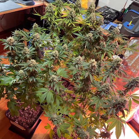 Northen Lights growlog timeline photo