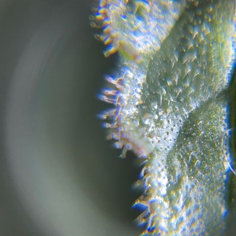 Northen Lights growlog timeline photo