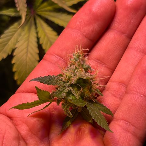 Northen Lights growlog timeline photo