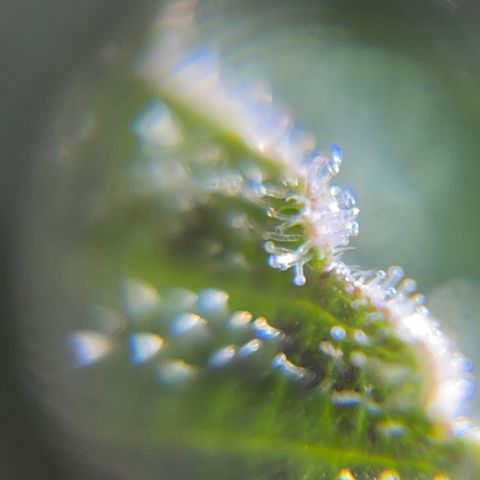 Northen Lights growlog timeline photo