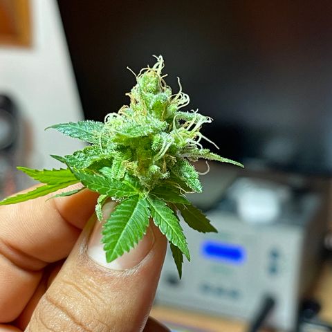 Northen Lights growlog timeline photo