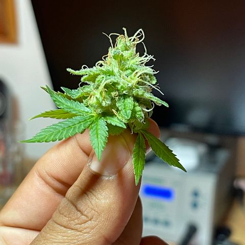 Northen Lights growlog timeline photo