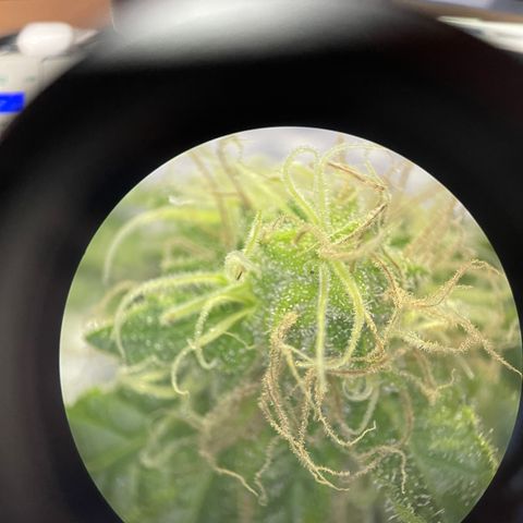 Northen Lights growlog timeline photo