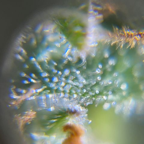 Northen Lights growlog timeline photo
