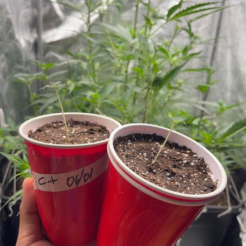 Critical + #1 growlog timeline photo