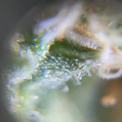 Northen Lights growlog timeline photo