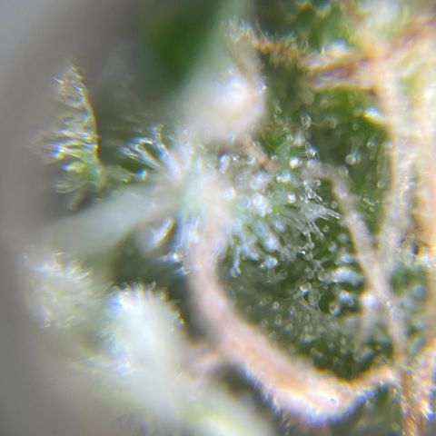 Northen Lights growlog timeline photo