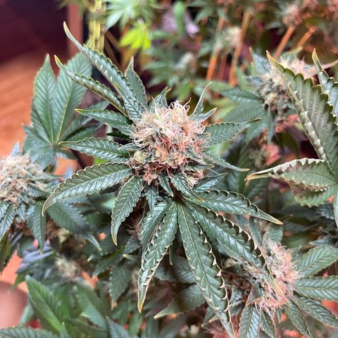 Northen Lights growlog timeline photo