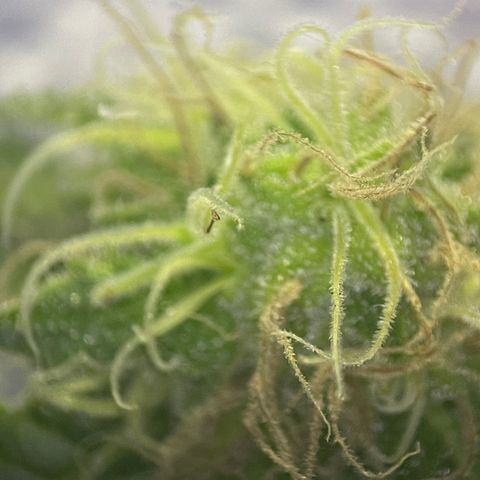 Northen Lights growlog timeline photo