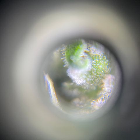 Northen Lights growlog timeline photo