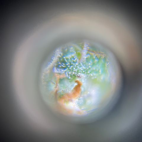 Northen Lights growlog timeline photo