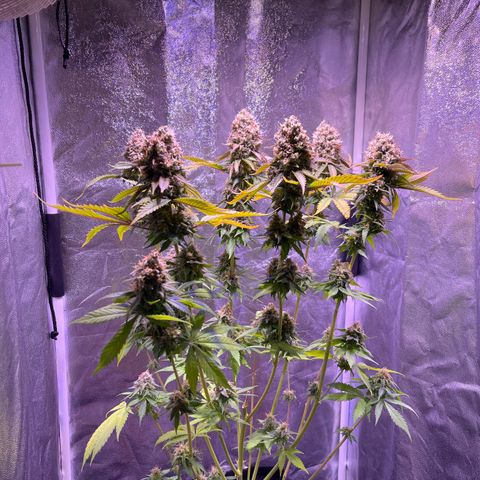 Jamaican Dream growlog timeline photo